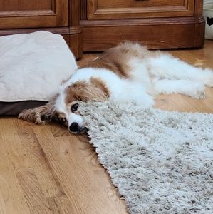 Meet your Posher, Craig